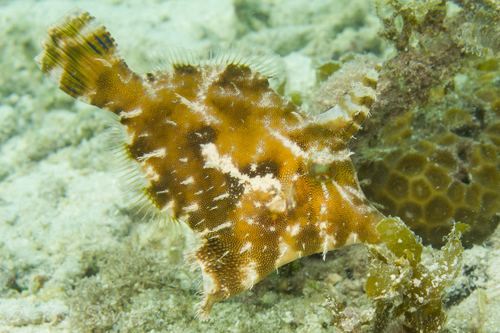 Acreichthys tomentosus