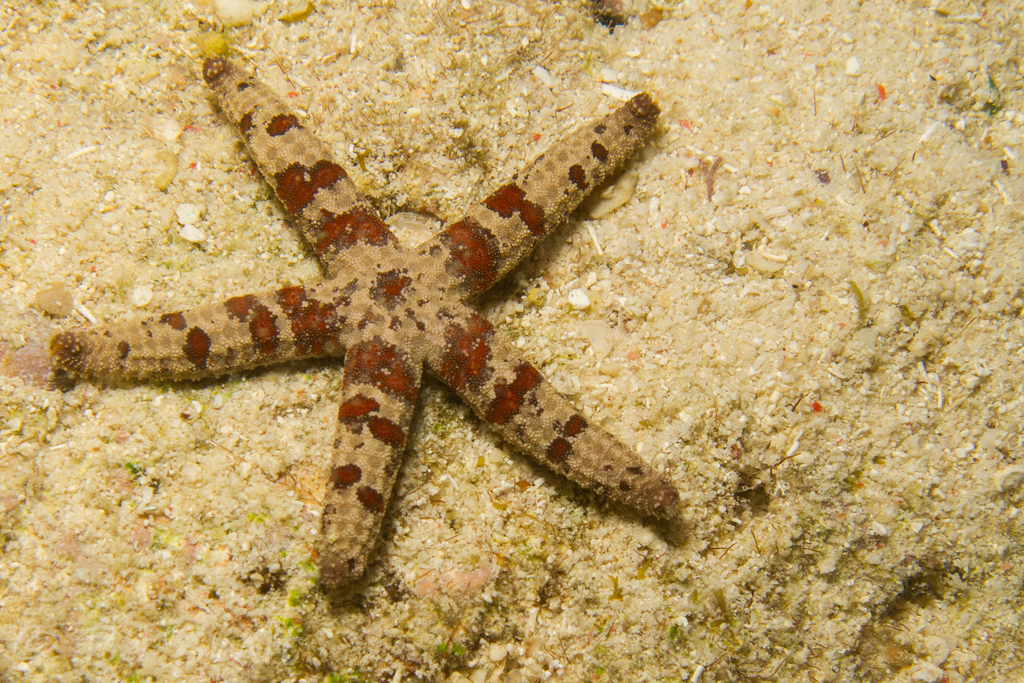 Grainy Sea Star