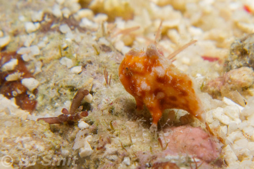 Antennariidae