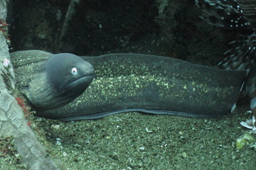 Gymnothorax thyrsoideus