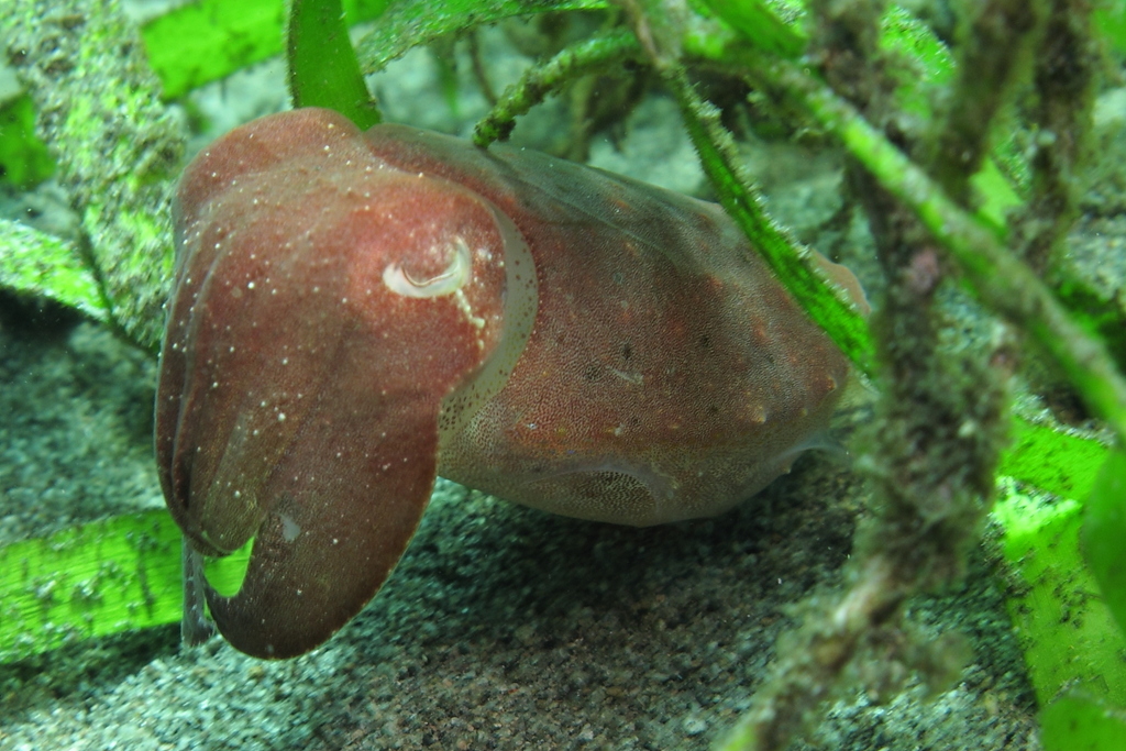 Reddish broadclub cuttlefish among seagrass