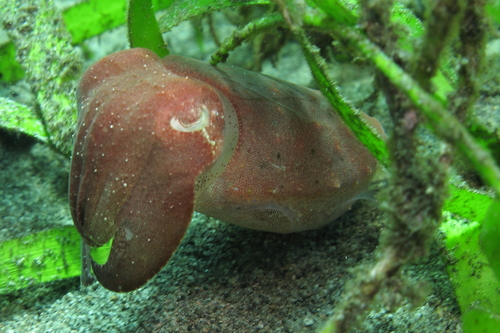 Ascarosepion latimanus