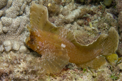 Spiny Waspfish photo 1