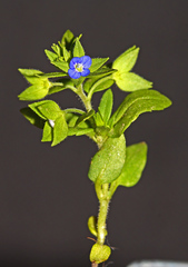 Veronica biloba
