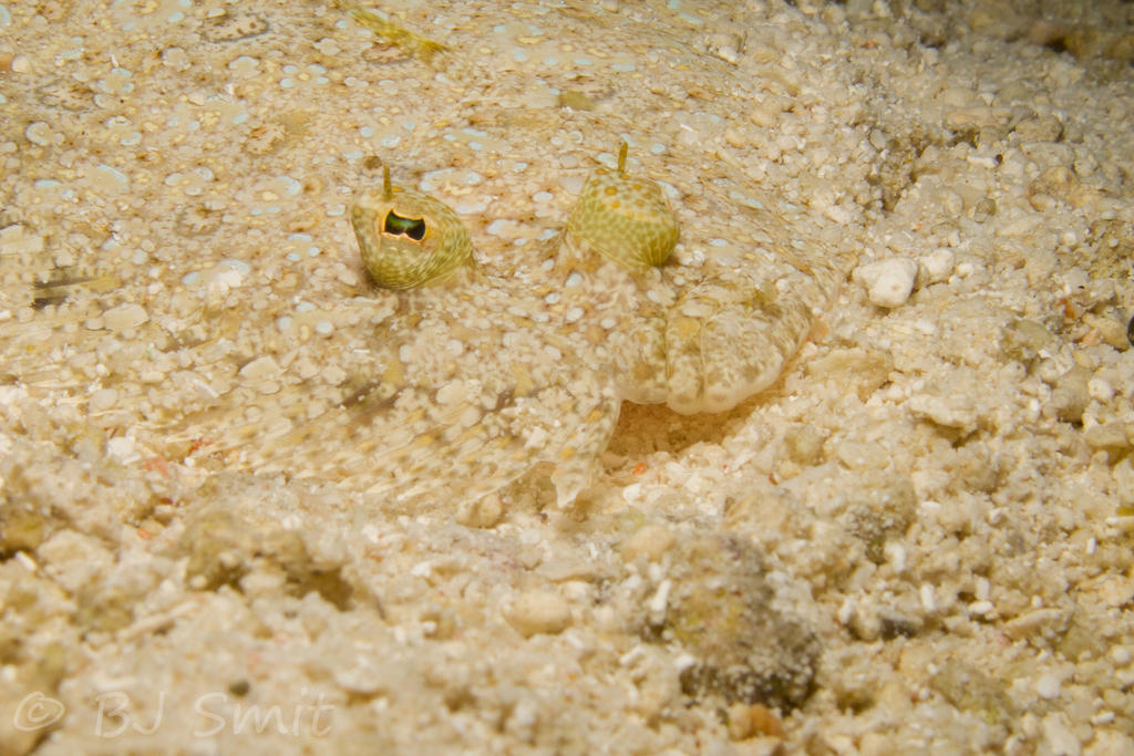 Leopard Flounder
