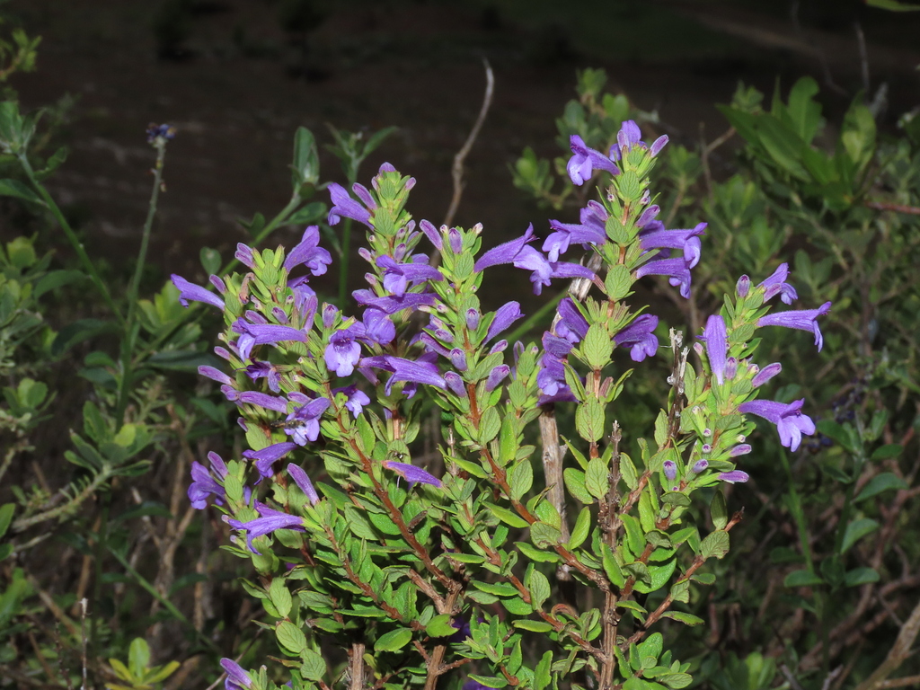 Clinopodium loesenerianum