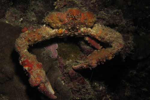 Daldorfia horrida