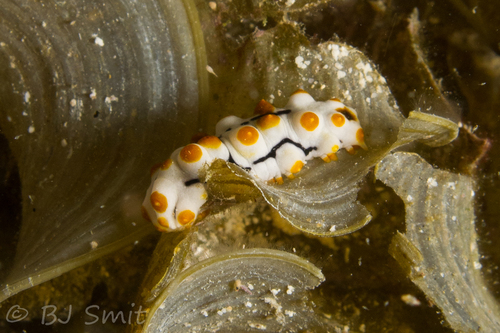 Pearsonothuria graeffei