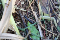 Ommatoiulus sabulosus aimatopodus