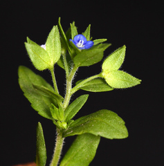 Veronica biloba