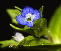 Veronica biloba