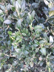 Buxus