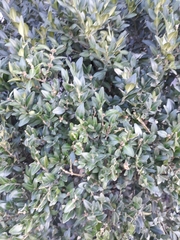 Buxus