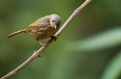 Brown-Cheeked Fulvetta photo 1