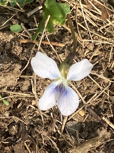 Viola communis