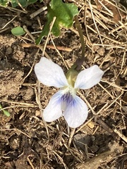 Viola communis