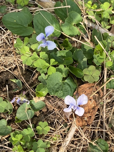 Viola communis, photograph 1