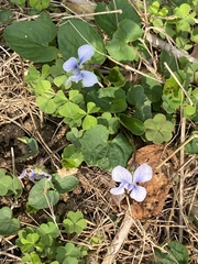 Viola communis, photograph Sandy Wolkenberg, CC BY, iNaturalist via GBIF