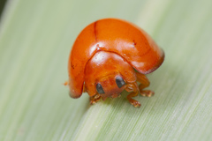 Chilocorus circumdatus