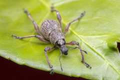 Metapocyrtus adspersus