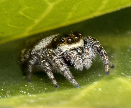 Metaphidippus manni