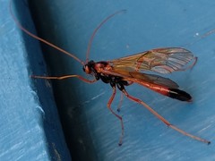 Opheltes glaucopterus barberi