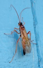 Opheltes glaucopterus barberi