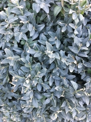 Buxus