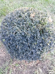 Buxus