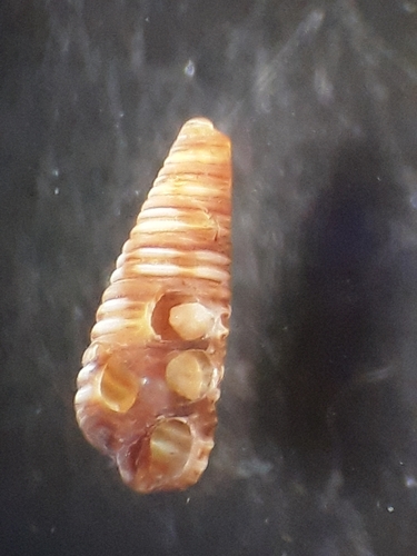 Seila assimilata observed 2023-04-16