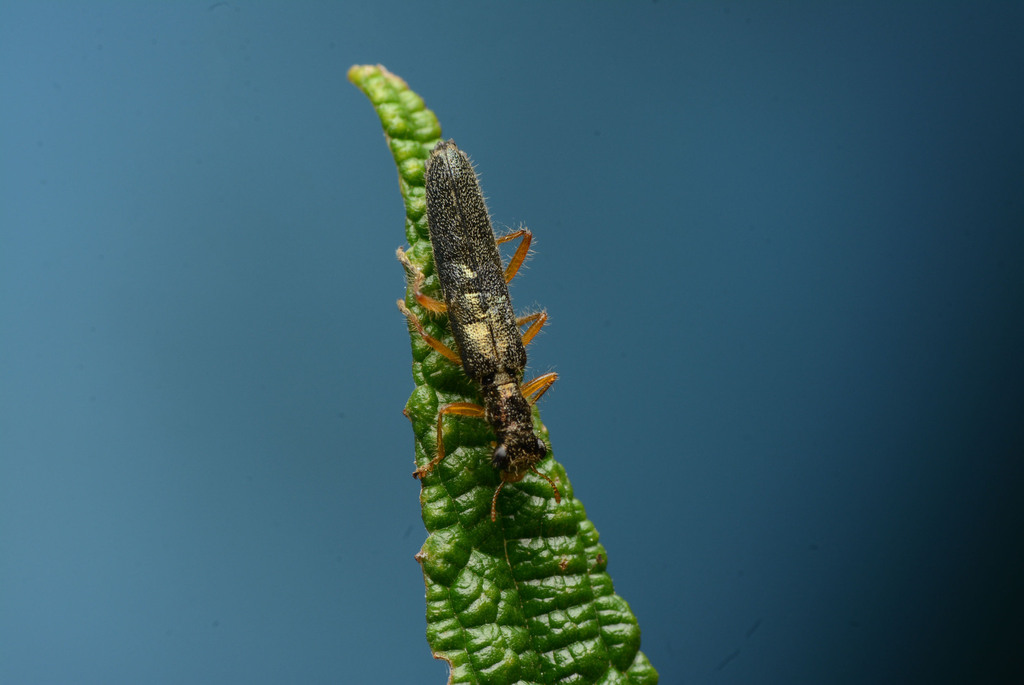 Callimerus koenigi