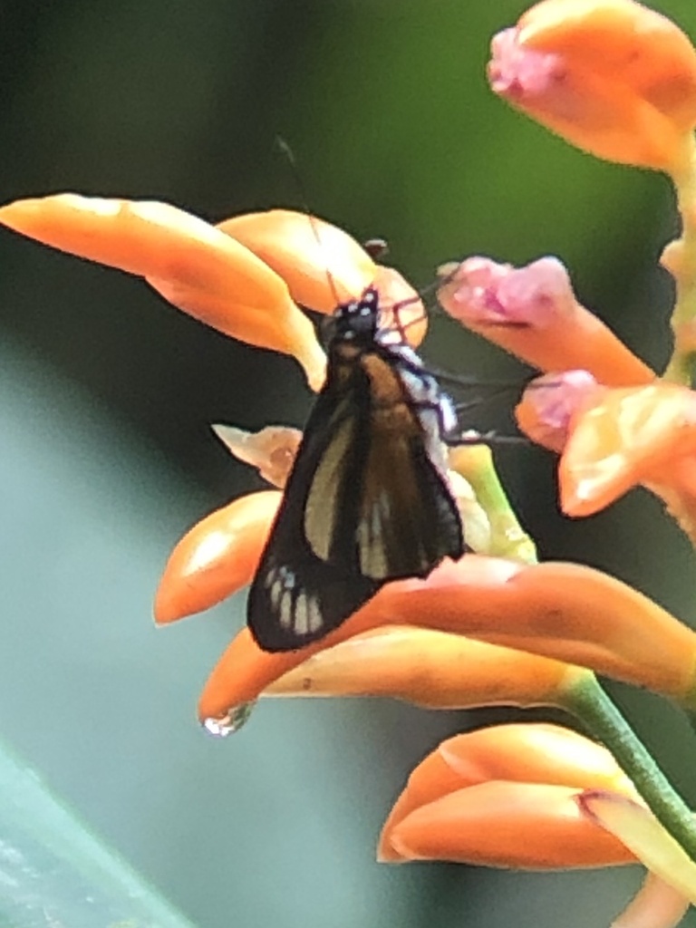 Vettius chagres
