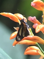 Image of Vettius chagres