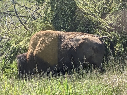 American Bison photographed in California