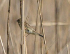 Emberizidae