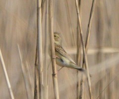 Emberizidae