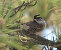 Emberiza chrysophrys