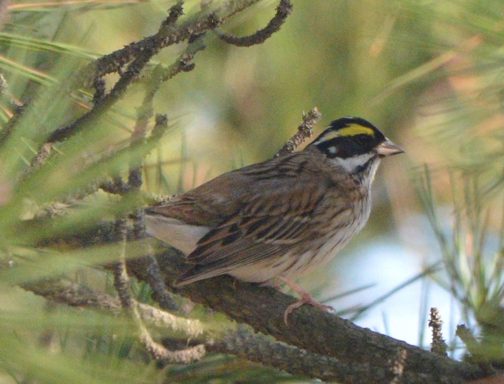 Yellow-Browed Bunting