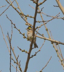 Emberiza chrysophrys