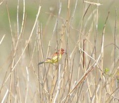 Emberiza rutila