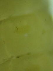 Garriscaphus tytthus