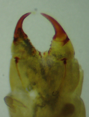 Garriscaphus tytthus