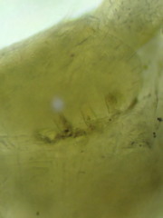 Garriscaphus tytthus