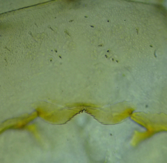 Garriscaphus tytthus