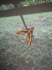 Xylophanes ceratomioides