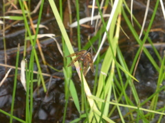 Rhyothemis obsolescens