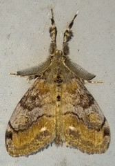 Dasychira plagiata