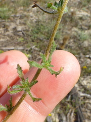 Phyllopodium cephalophorum