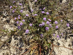 Phyllopodium cephalophorum
