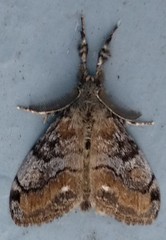 Dasychira plagiata
